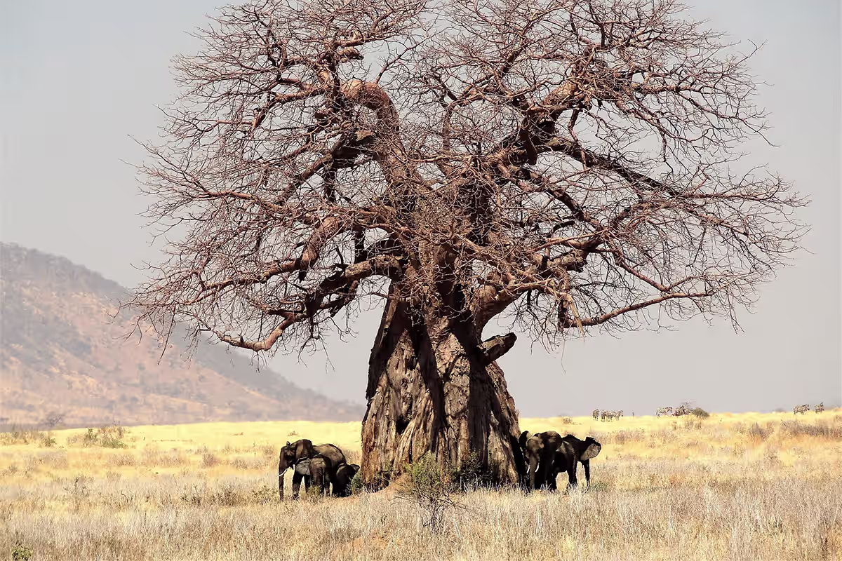 Elephant herd Tarangire dry season Tanzania