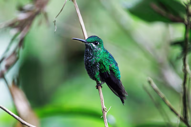 Budget vs Luxury Safari: What's the Real Difference?
