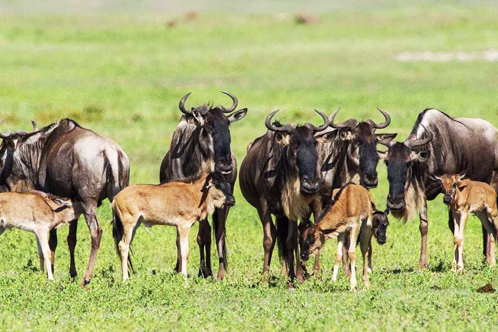 Wildebeest calving season Ndutu Tanzania plains