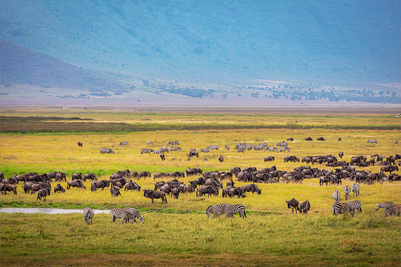 The Complete Guide to the Great Migration