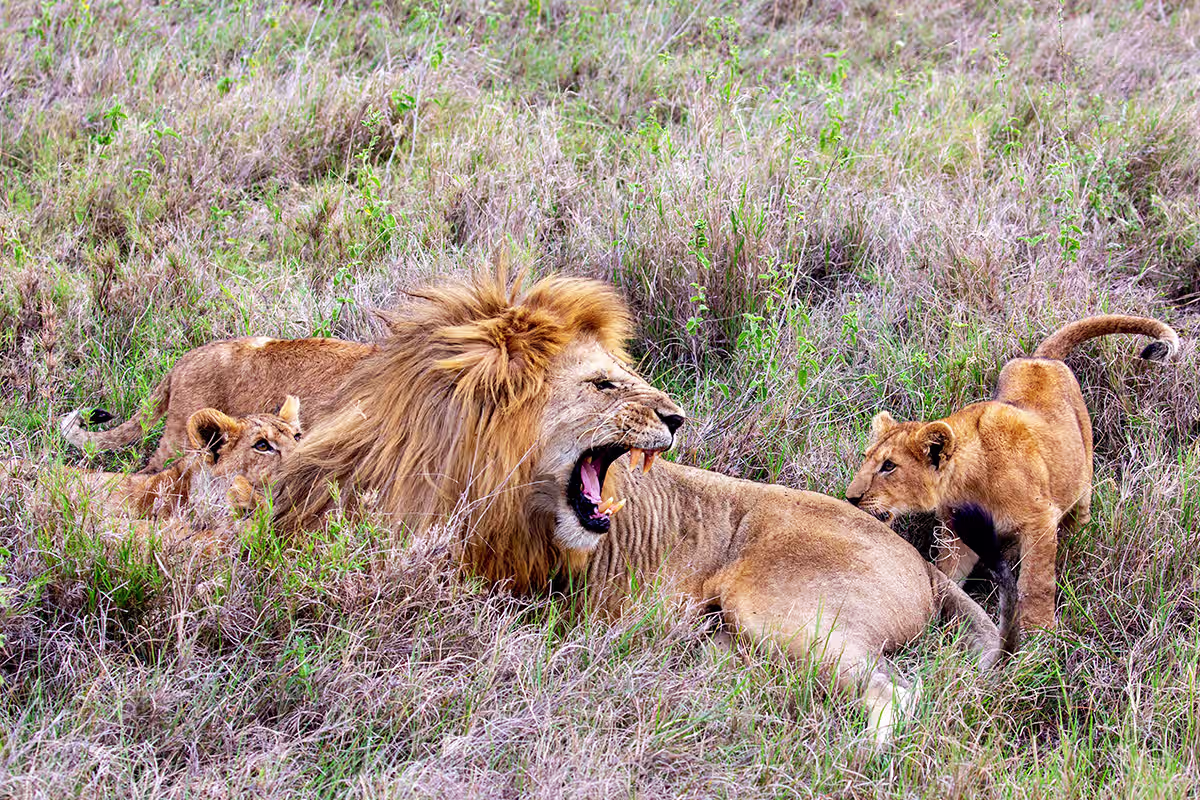 Lions Ngorongoro Crater Tanzania