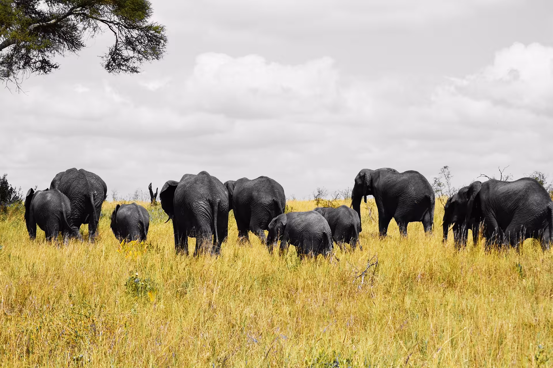 Elephant herd in Tarangire National Park Tanzania