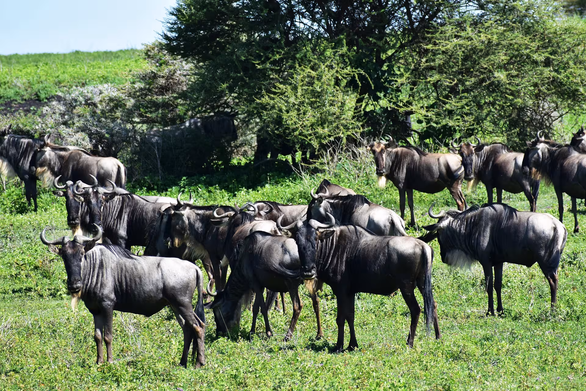 Wildebeest migration Serengeti river crossing