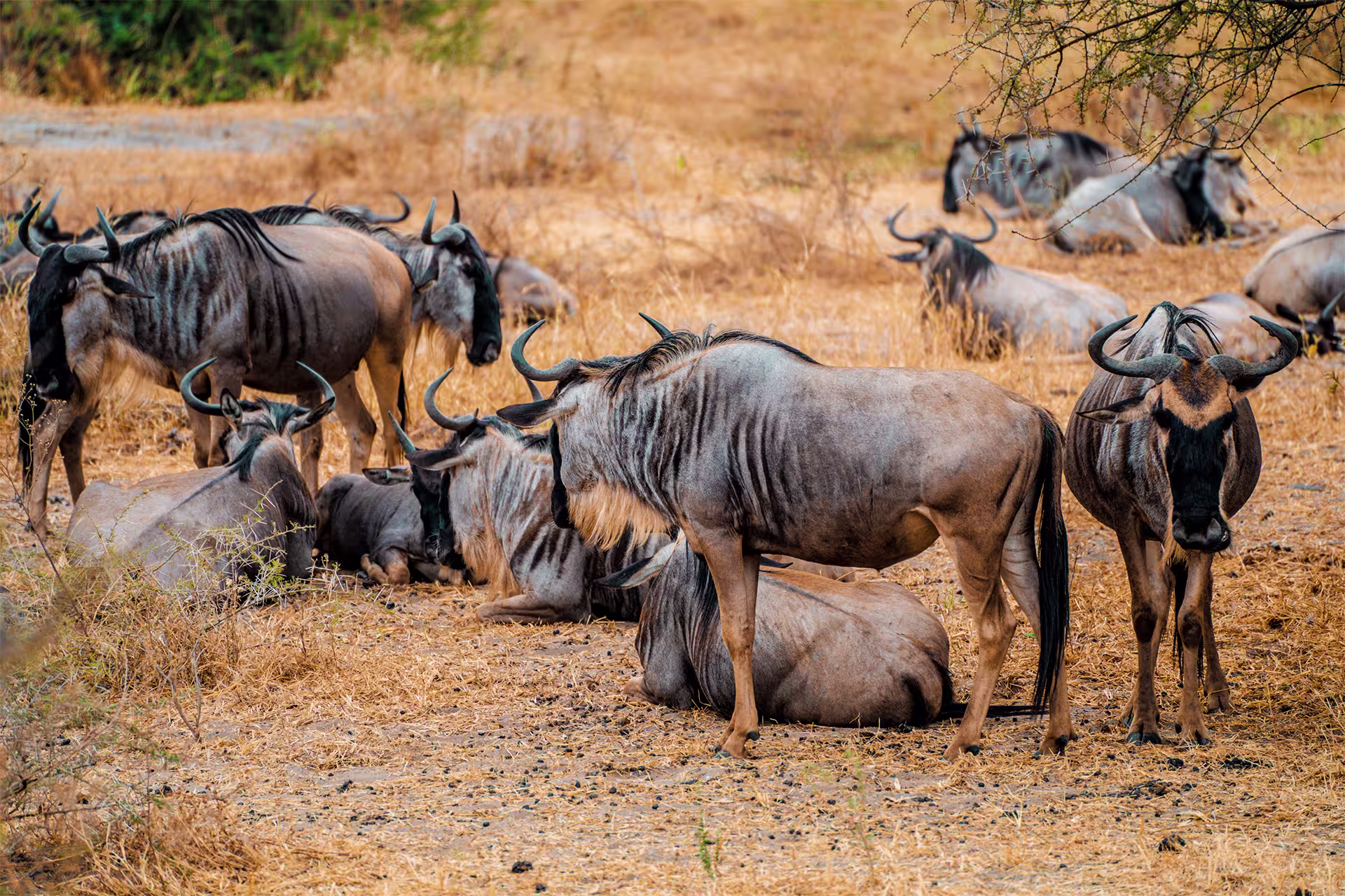 Wildebeest migration Serengeti Tanzania