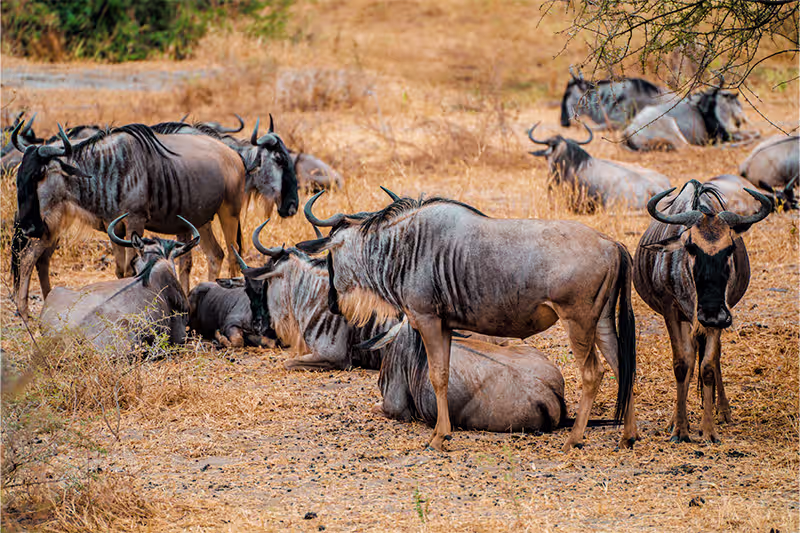 Wildebeest migration crossing the Mara River
