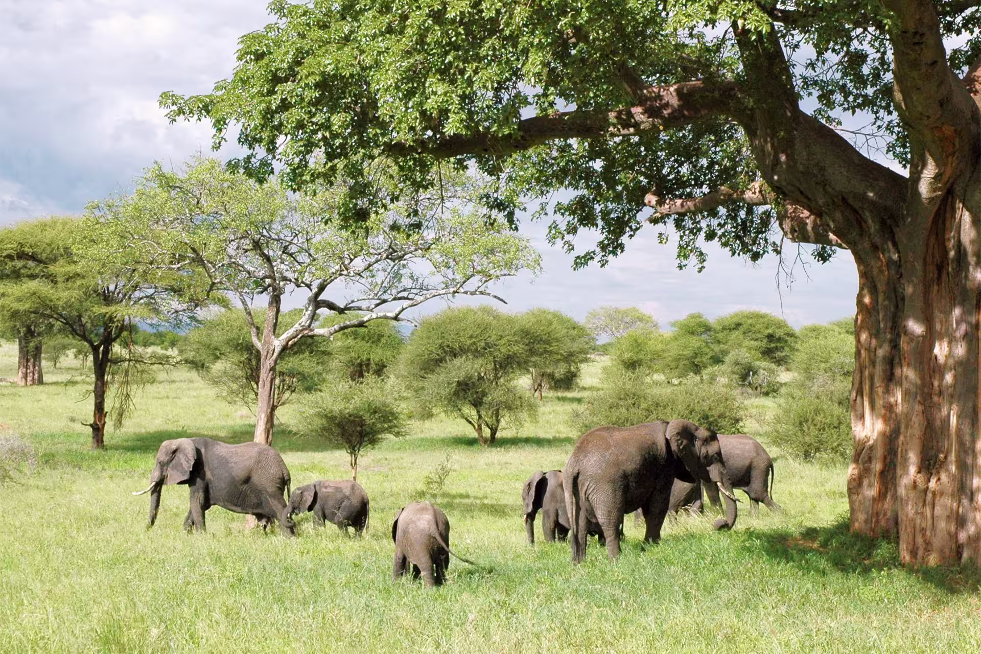 Elephant herd crossing in Tarangire National Park Tanzania