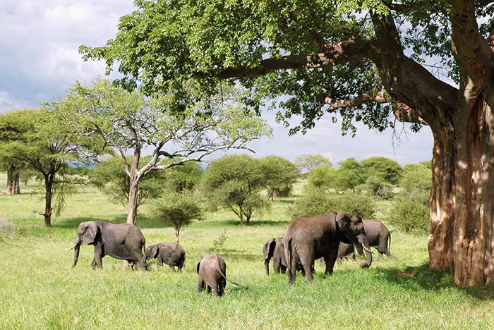 Tarangire elephants day trip